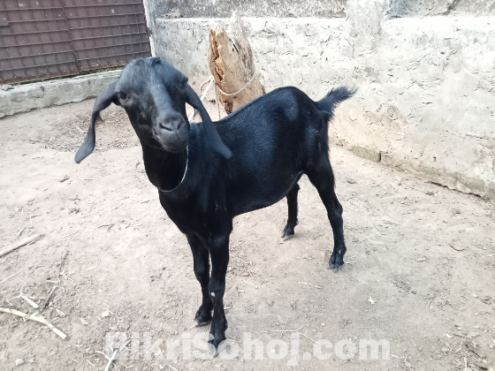 দেশি খাসি ছাগল বিক্রি হবে